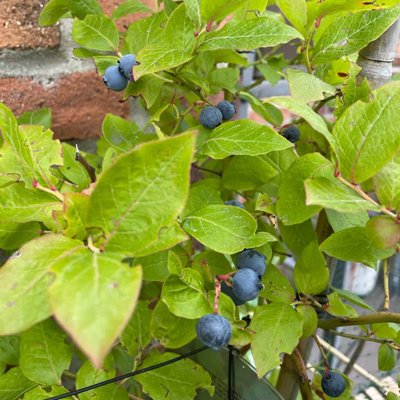 Blåbærbusk på Grøntorvet